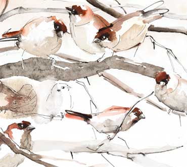 Großer Spatzenkongress